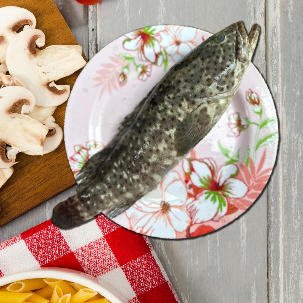 kalava fish