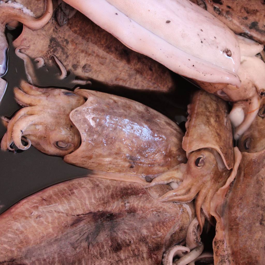Cuttle Fish