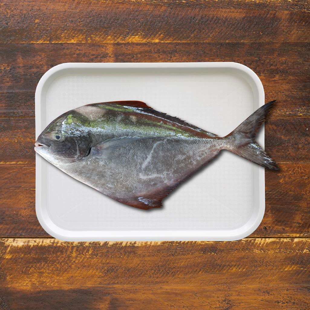 BLACK POMFRET
