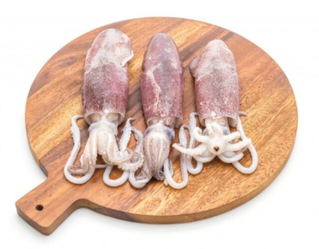 Squid