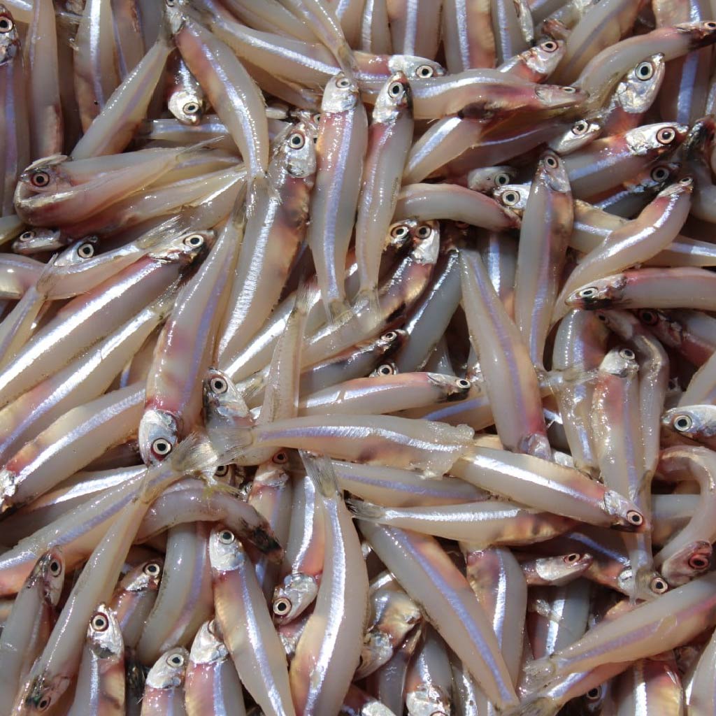 ANCHOVY