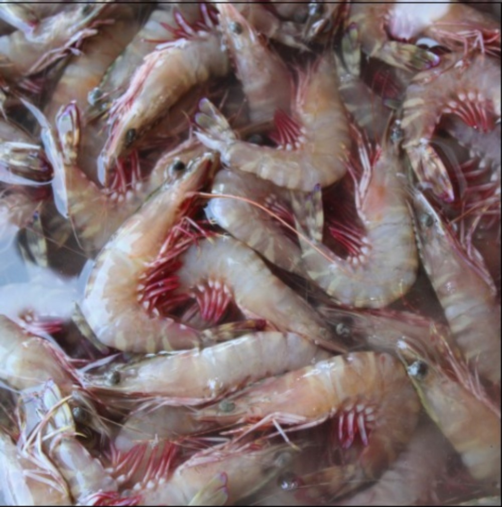Regular Prawns