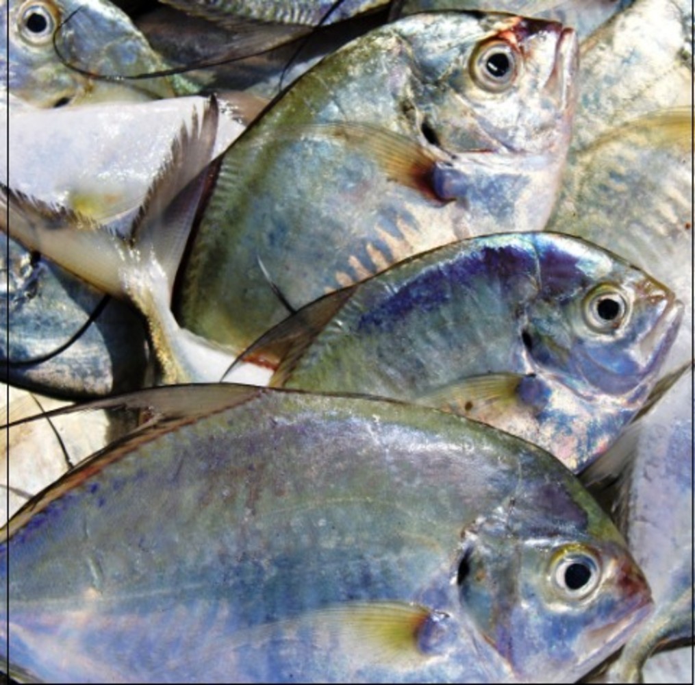 Silver Belly