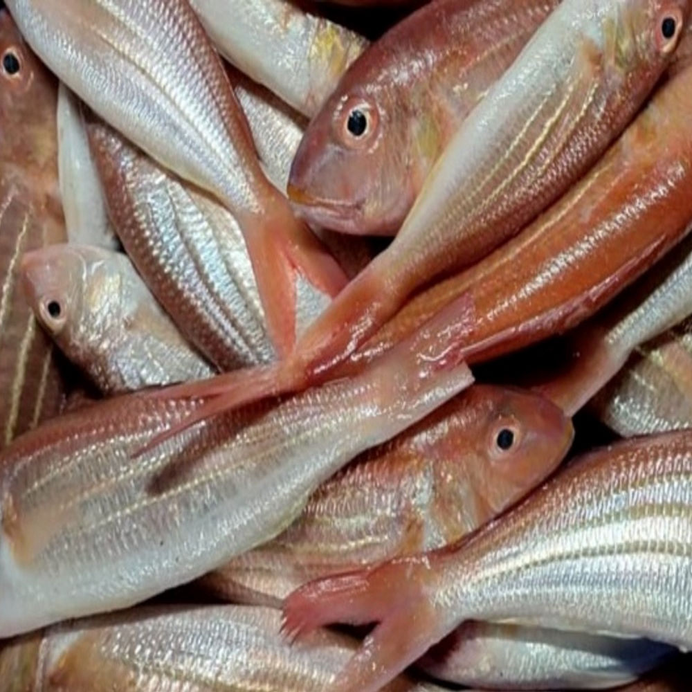 Red Snapper